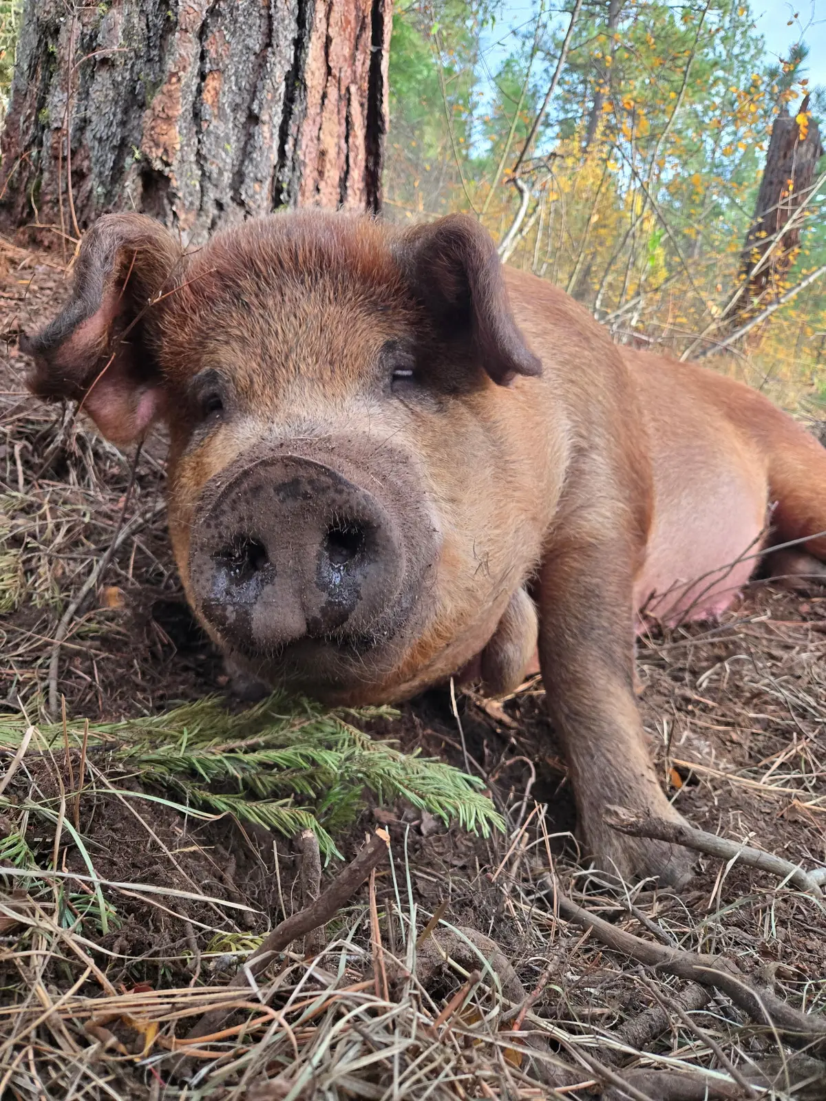 Calm Red Wattle hog resting on forest pasture