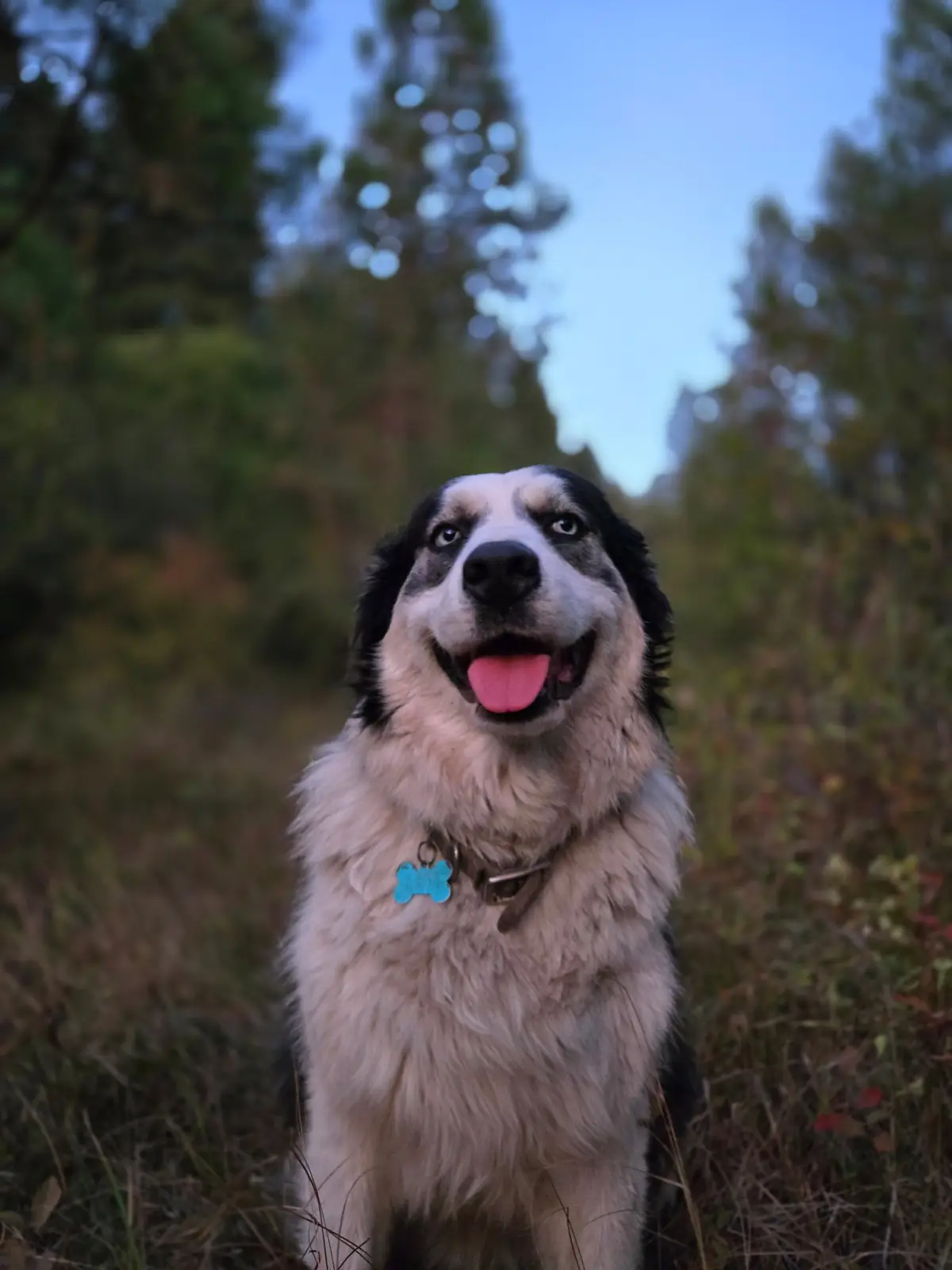 Saorsa Farm dog outdoors