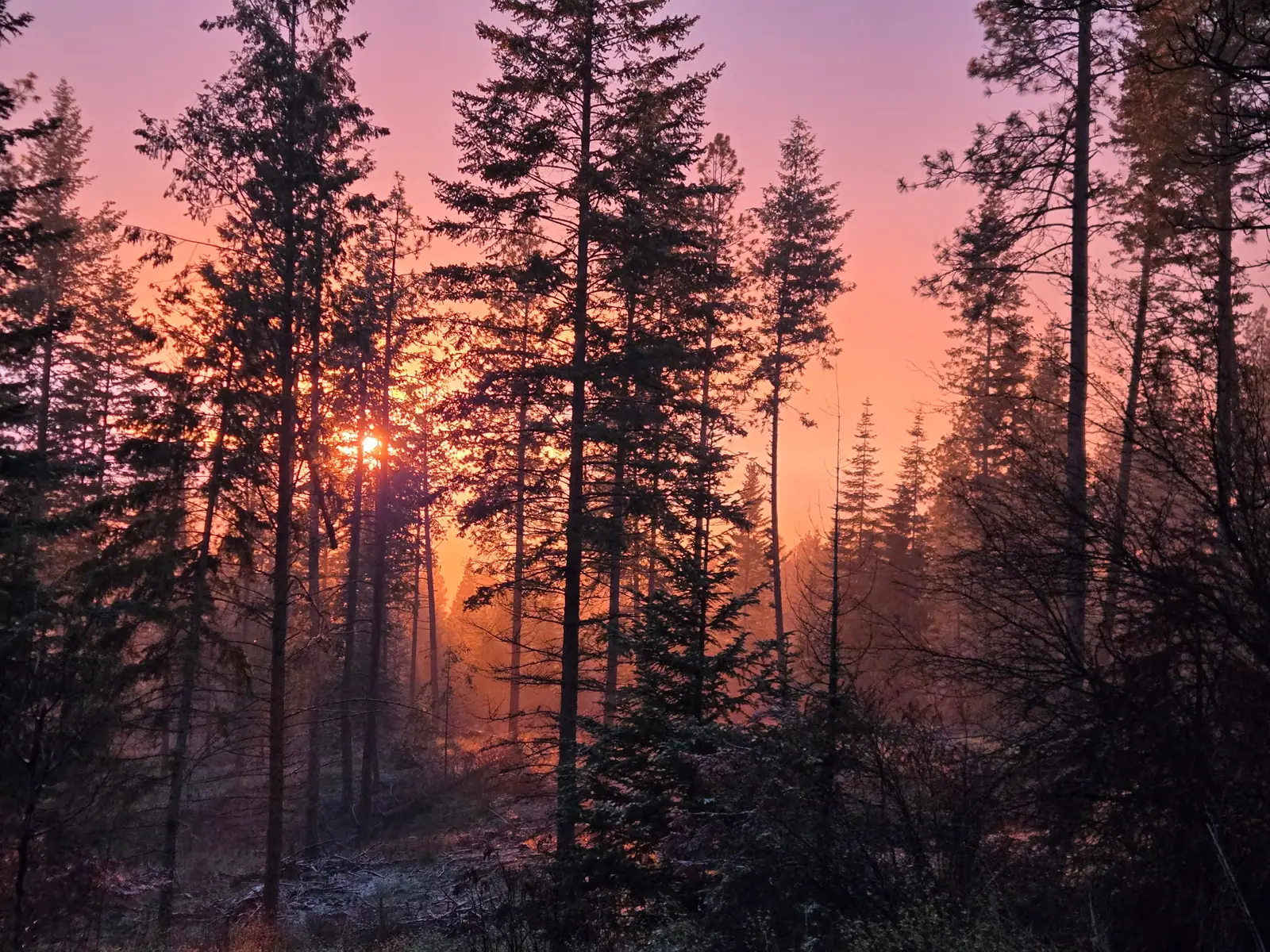 Sunset glowing through the forest at Saorsa Farm