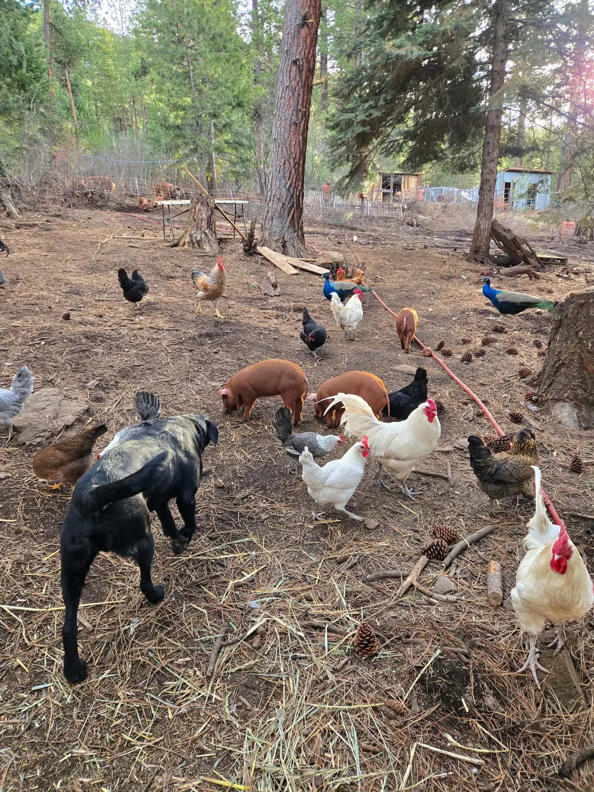 Red Wattle hogs and poultry outdoors at Saorsa Farm