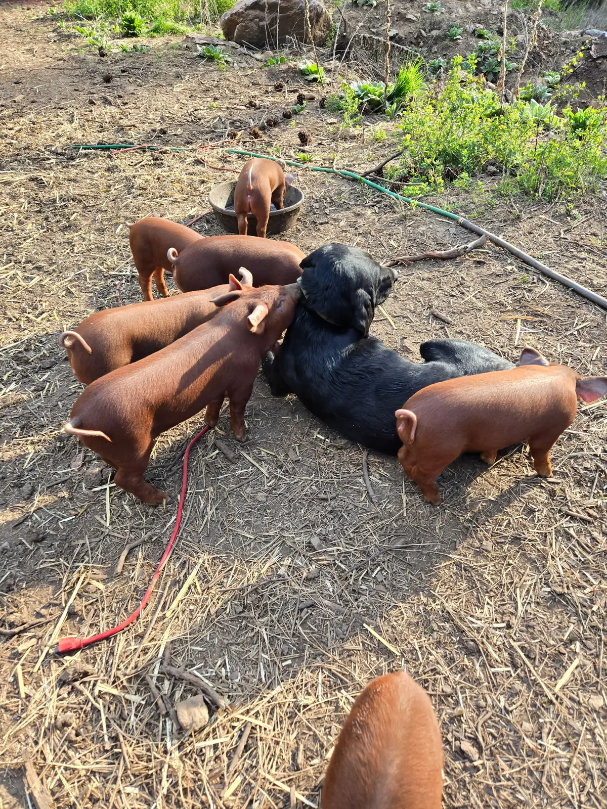Red Wattle piglets gathering around the farm dog